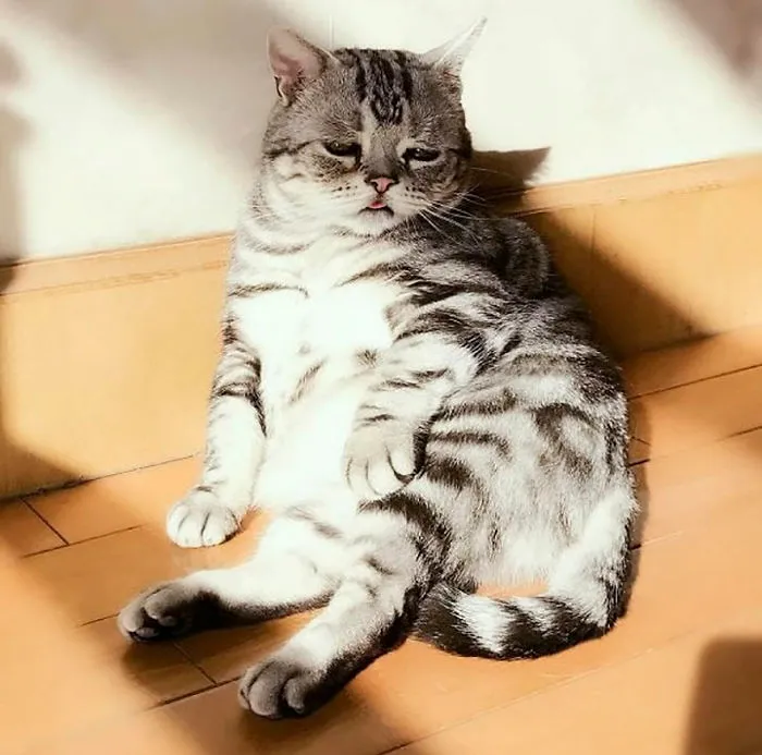 Este es Luhu, el gato más triste del mundo cuyas fotos te romperán el corazón
