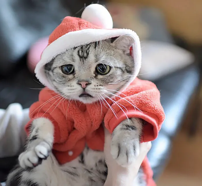 Meet Luhu, The Saddest Cat In The World Whose Photos Will Break Your Heart
