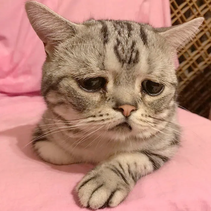 Este es Luhu, el gato más triste del mundo cuyas fotos te romperán el corazón