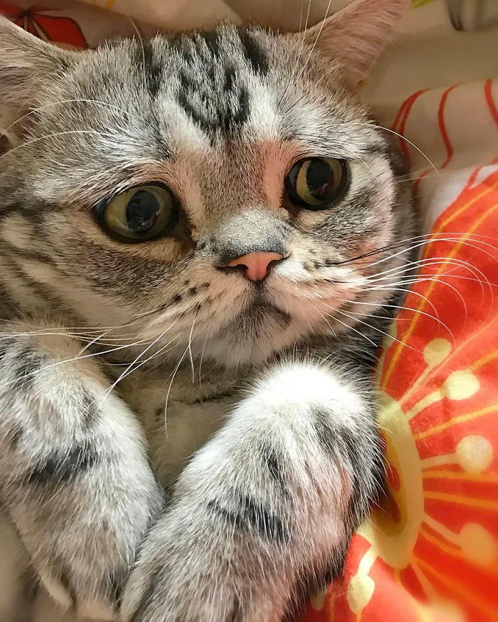 Meet Luhu, The Saddest Cat In The World Whose Photos Will Break Your Heart