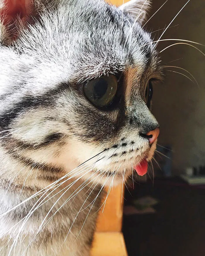 Meet Luhu, The Saddest Cat In The World Whose Photos Will Break Your Heart