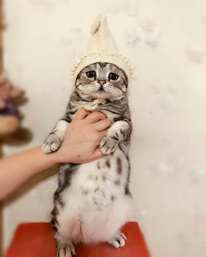 Meet Luhu, The Saddest Cat In The World Whose Photos Will Break Your Heart
