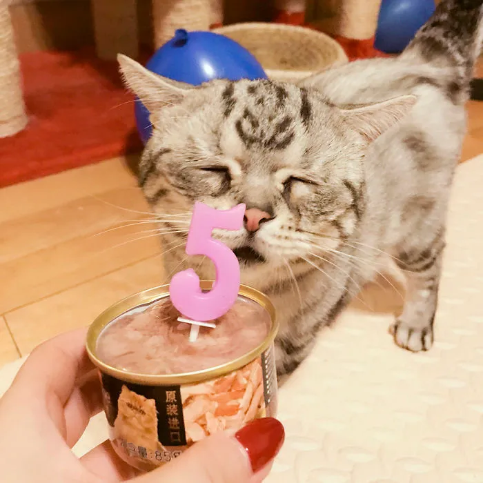 Este es Luhu, el gato más triste del mundo cuyas fotos te romperán el corazón