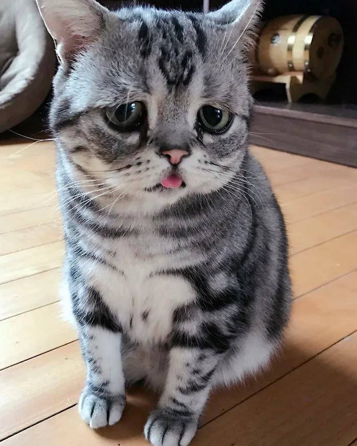 Meet Luhu, The Saddest Cat In The World Whose Photos Will Break Your Heart