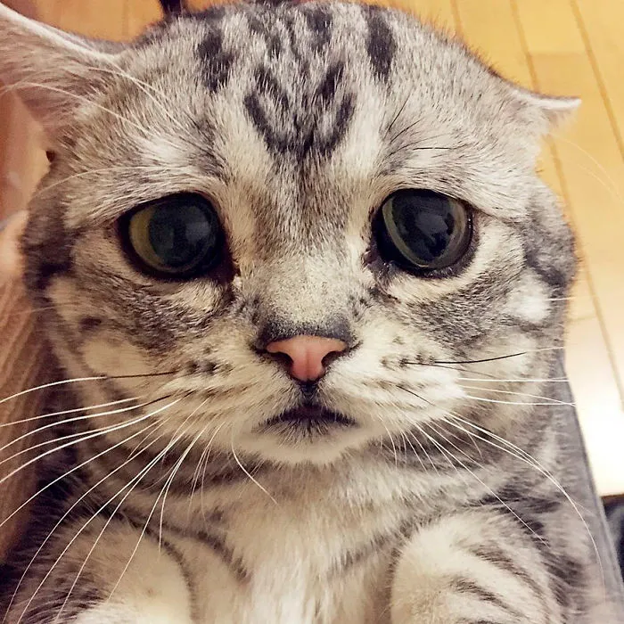 Este es Luhu, el gato más triste del mundo cuyas fotos te romperán el corazón