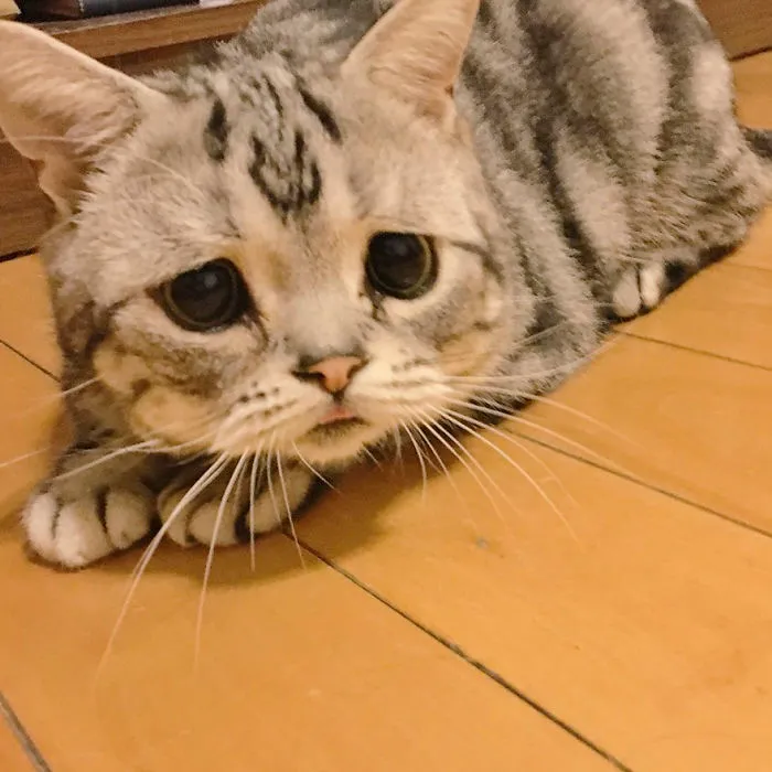 Meet Luhu, The Saddest Cat In The World Whose Photos Will Break Your Heart