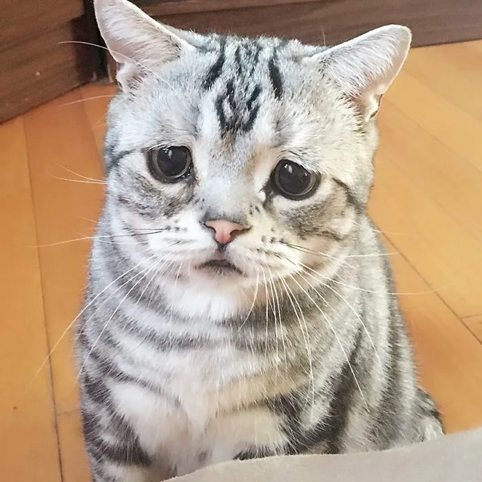 Meet Luhu, The Saddest Cat In The World Whose Photos Will Break Your Heart