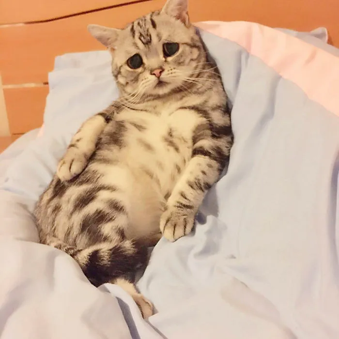 Meet Luhu, The Saddest Cat In The World Whose Photos Will Break Your Heart