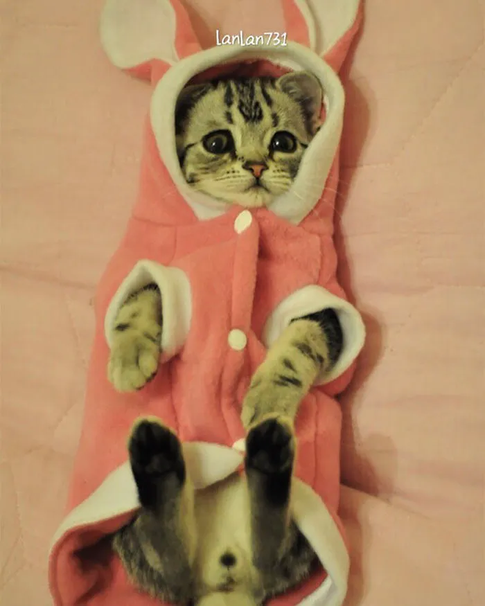 Meet Luhu, The Saddest Cat In The World Whose Photos Will Break Your Heart