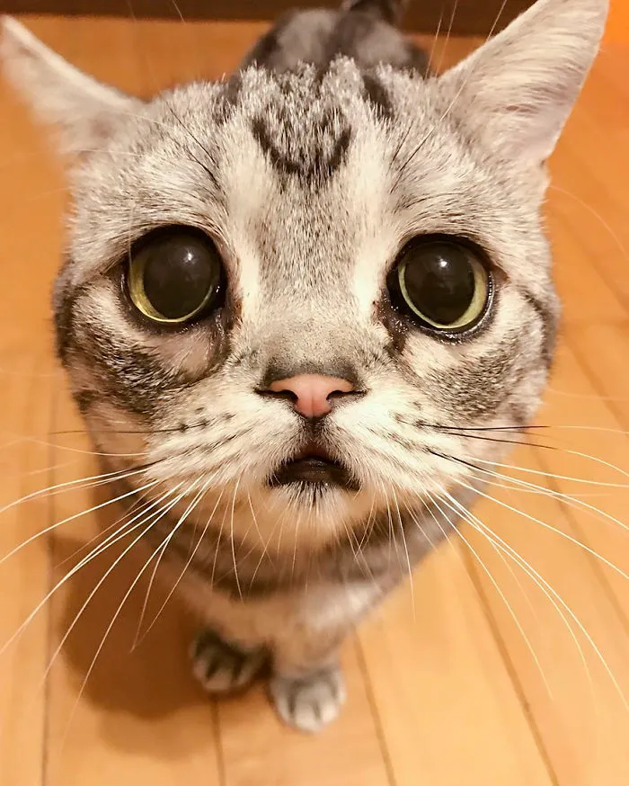 Meet Luhu, The Saddest Cat In The World Whose Photos Will Break Your Heart