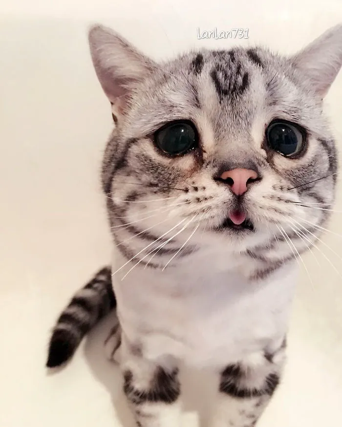 Meet Luhu, The Saddest Cat In The World Whose Photos Will Break Your Heart
