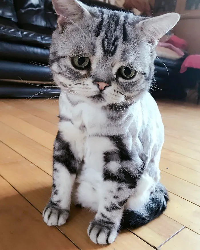 Meet Luhu, The Saddest Cat In The World Whose Photos Will Break Your Heart