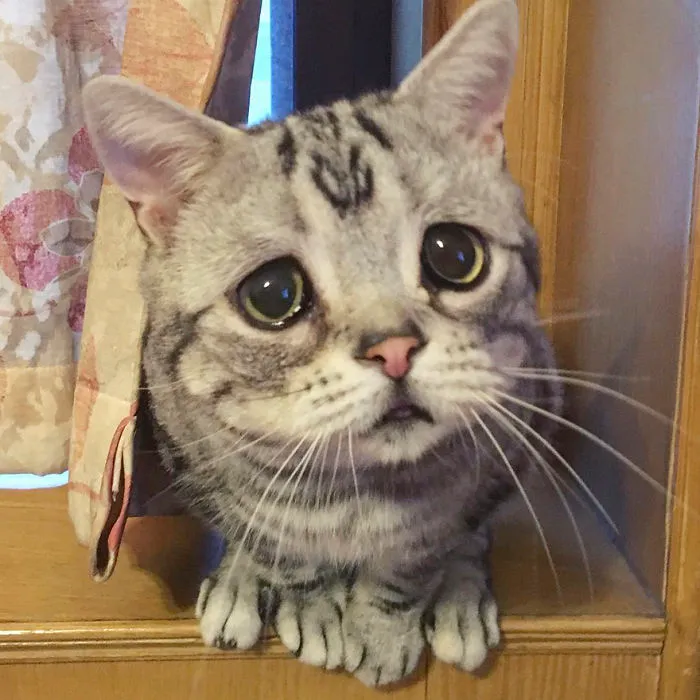 Este es Luhu, el gato más triste del mundo cuyas fotos te romperán el corazón