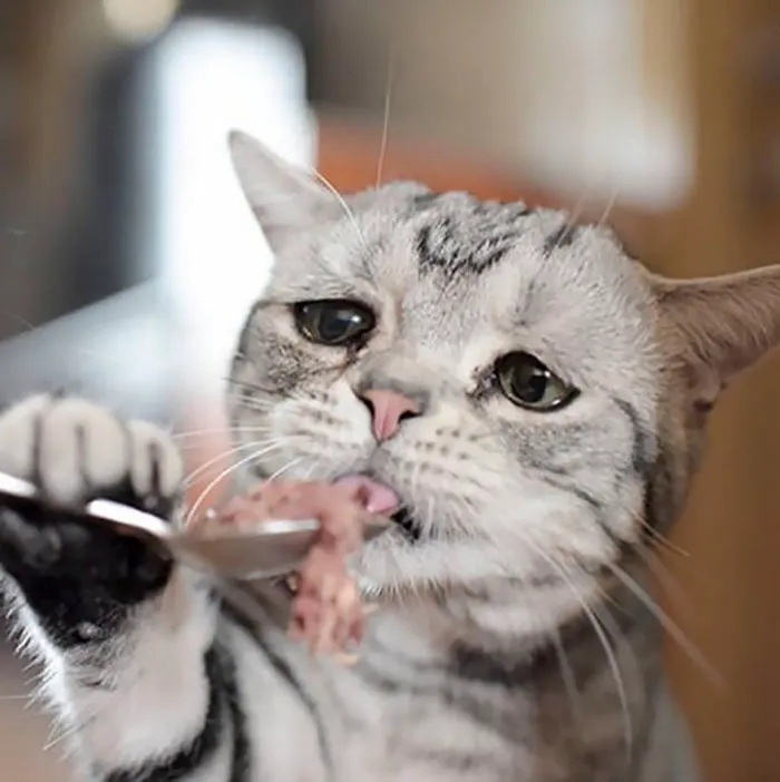 Este es Luhu, el gato más triste del mundo cuyas fotos te romperán el corazón