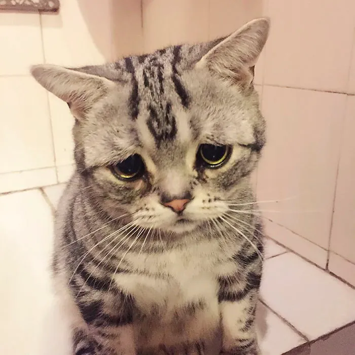 Este es Luhu, el gato más triste del mundo cuyas fotos te romperán el corazón