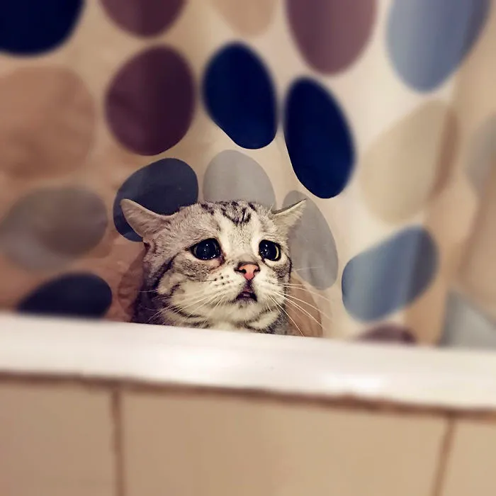 Este es Luhu, el gato más triste del mundo cuyas fotos te romperán el corazón