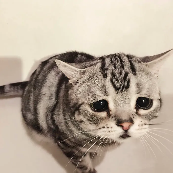 Meet Luhu, The Saddest Cat In The World Whose Photos Will Break Your Heart