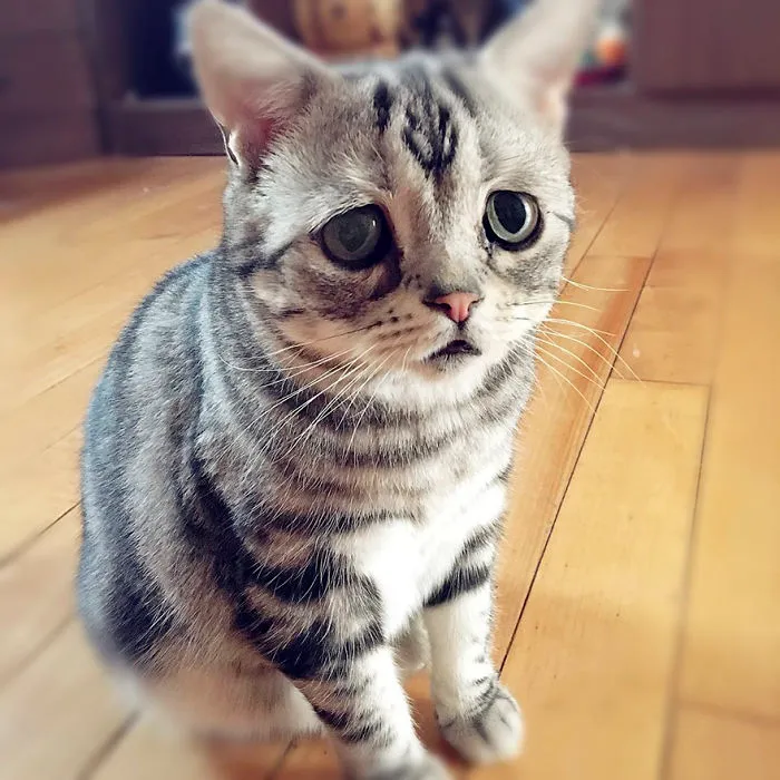 Este es Luhu, el gato más triste del mundo cuyas fotos te romperán el corazón