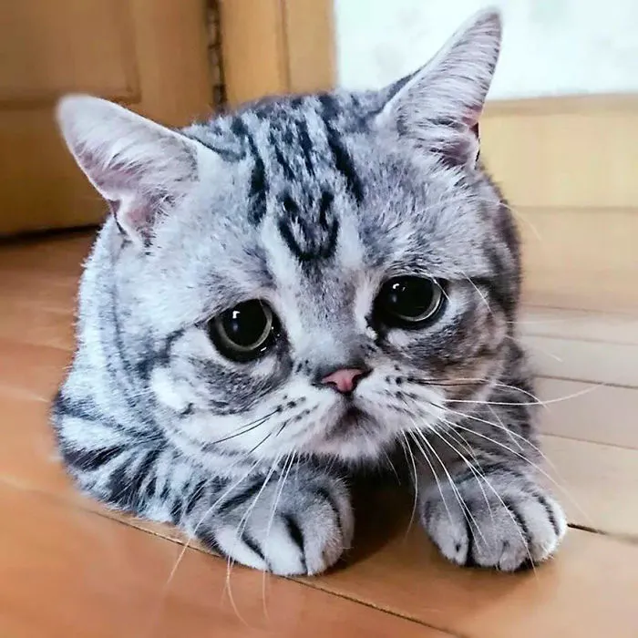 Meet Luhu, The Saddest Cat In The World Whose Photos Will Break Your Heart