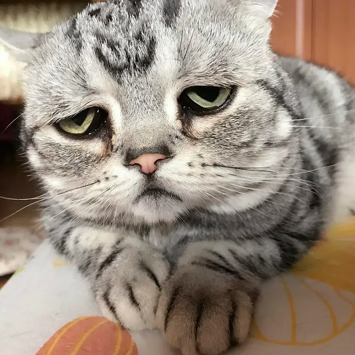 Este es Luhu, el gato más triste del mundo cuyas fotos te romperán el corazón