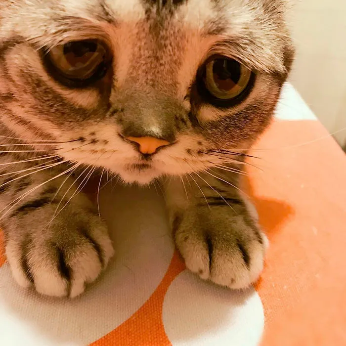 Meet Luhu, The Saddest Cat In The World Whose Photos Will Break Your Heart