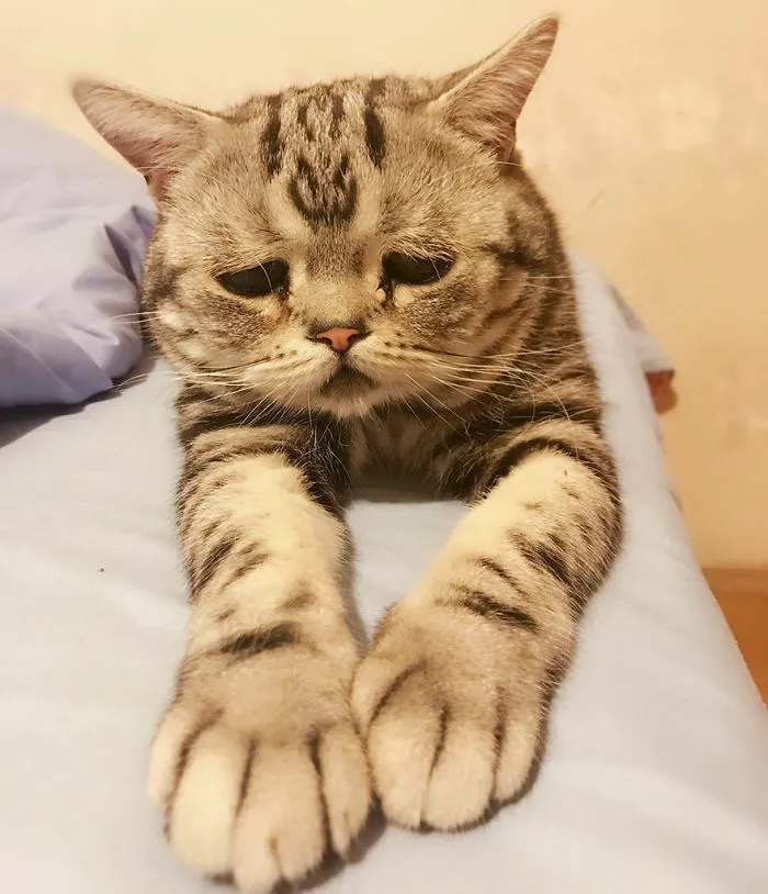 Este es Luhu, el gato más triste del mundo cuyas fotos te romperán el corazón
