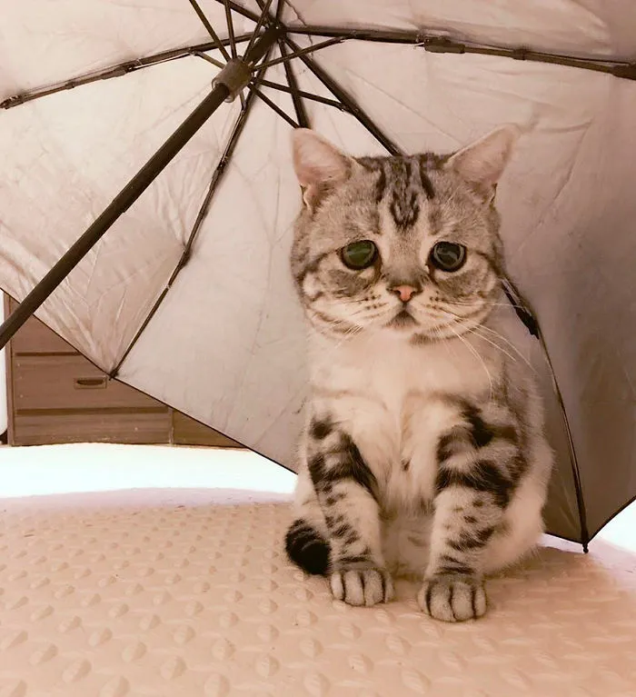 Meet Luhu, The Saddest Cat In The World Whose Photos Will Break Your Heart