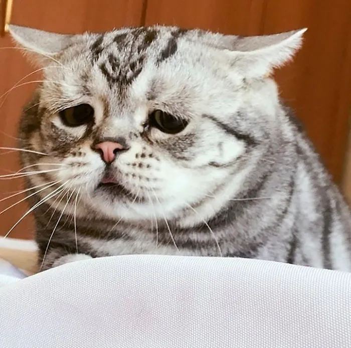 Meet Luhu, The Saddest Cat In The World Whose Photos Will Break Your Heart