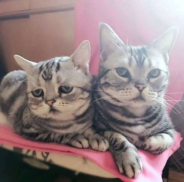 Este es Luhu, el gato más triste del mundo cuyas fotos te romperán el corazón