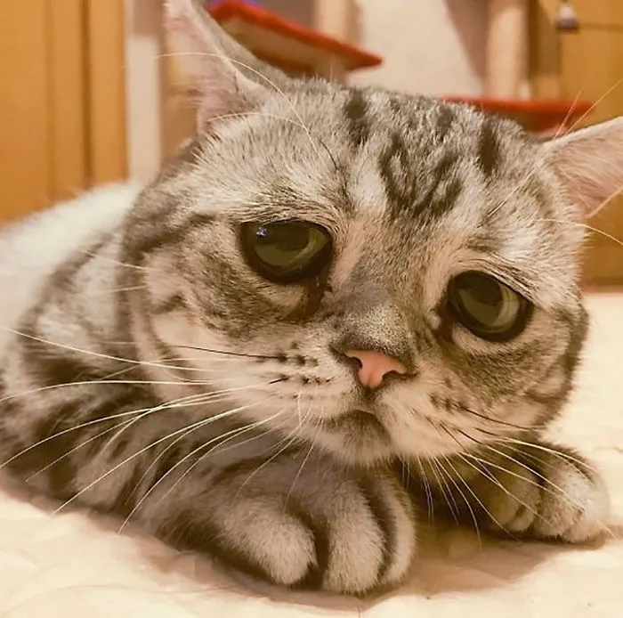 Este es Luhu, el gato más triste del mundo cuyas fotos te romperán el corazón