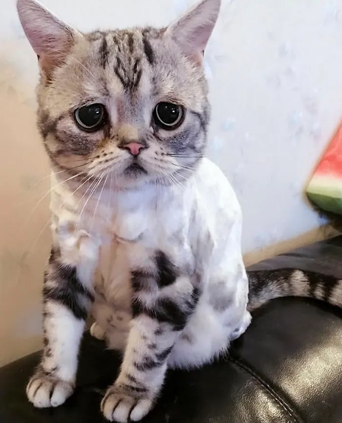 Meet Luhu, The Saddest Cat In The World Whose Photos Will Break Your Heart