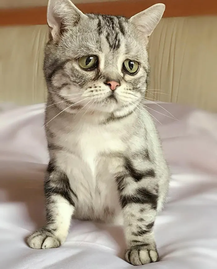 Meet Luhu, The Saddest Cat In The World Whose Photos Will Break Your Heart