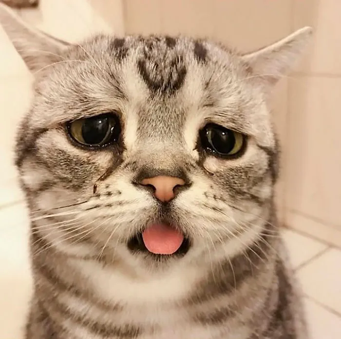 Este es Luhu, el gato más triste del mundo cuyas fotos te romperán el corazón