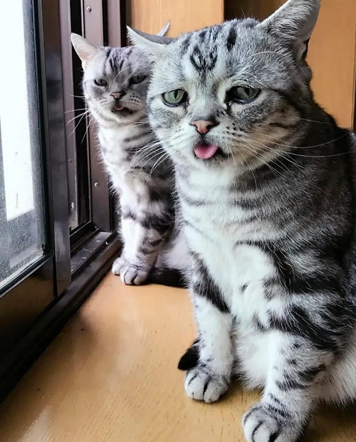 Este es Luhu, el gato más triste del mundo cuyas fotos te romperán el corazón