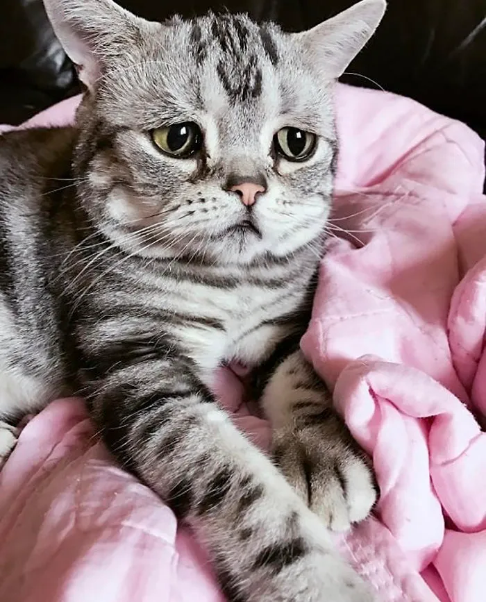 Este es Luhu, el gato más triste del mundo cuyas fotos te romperán el corazón