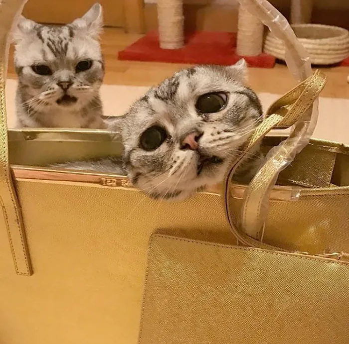 Este es Luhu, el gato más triste del mundo cuyas fotos te romperán el corazón