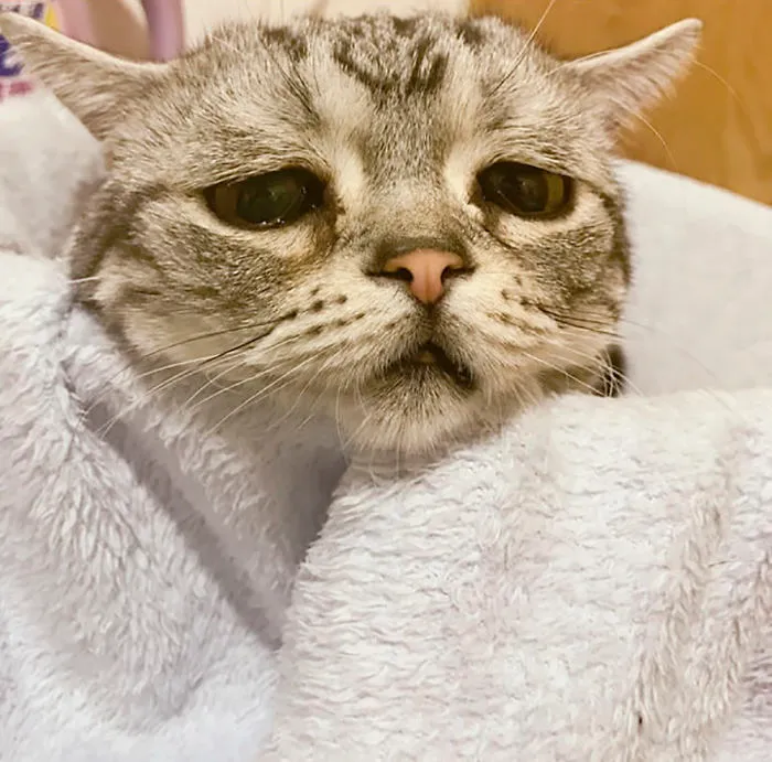 Meet Luhu, The Saddest Cat In The World Whose Photos Will Break Your Heart