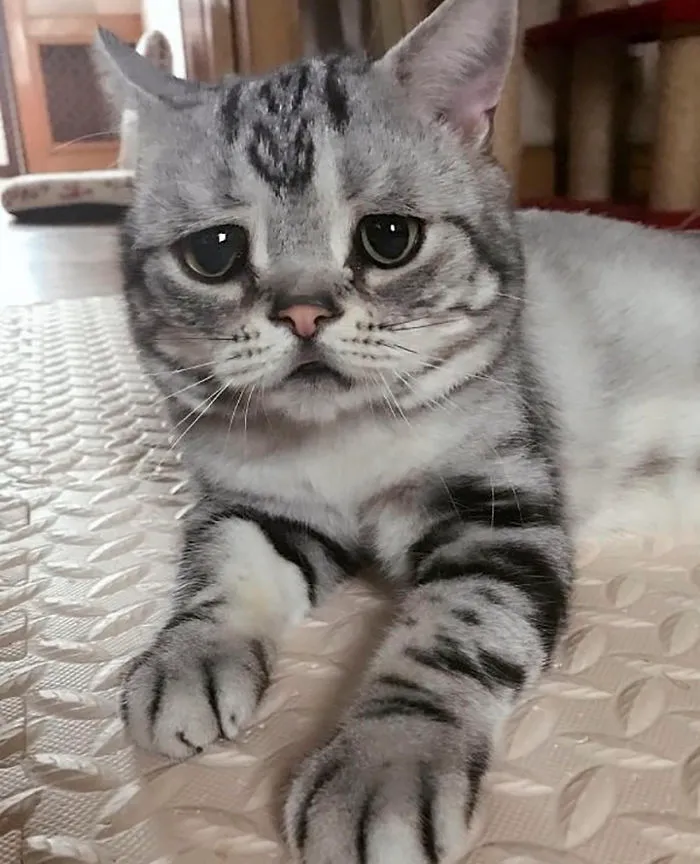 Meet Luhu, The Saddest Cat In The World Whose Photos Will Break Your Heart