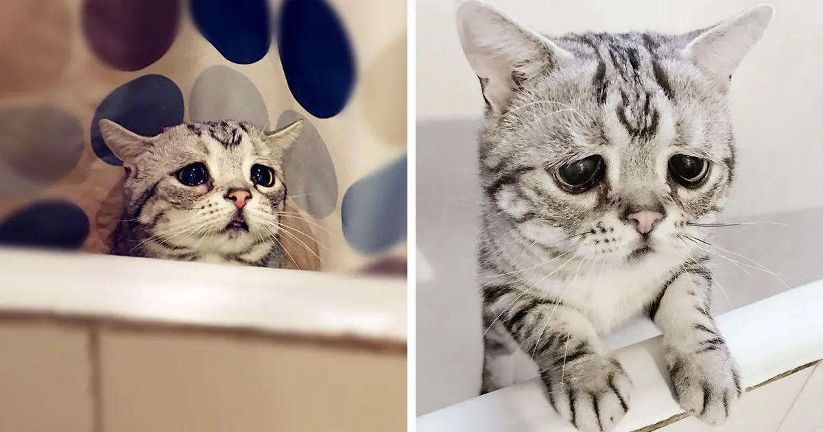 Este es Luhu, el gato más triste del mundo cuyas fotos te romperán el corazón