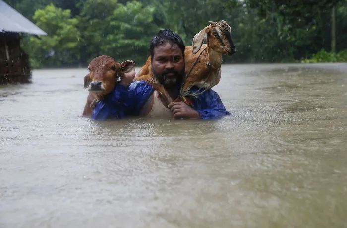 A Nepali Man Carries His Goat On His Shoulder As He Moves To Safer Ground At Topa Village In Saptari District