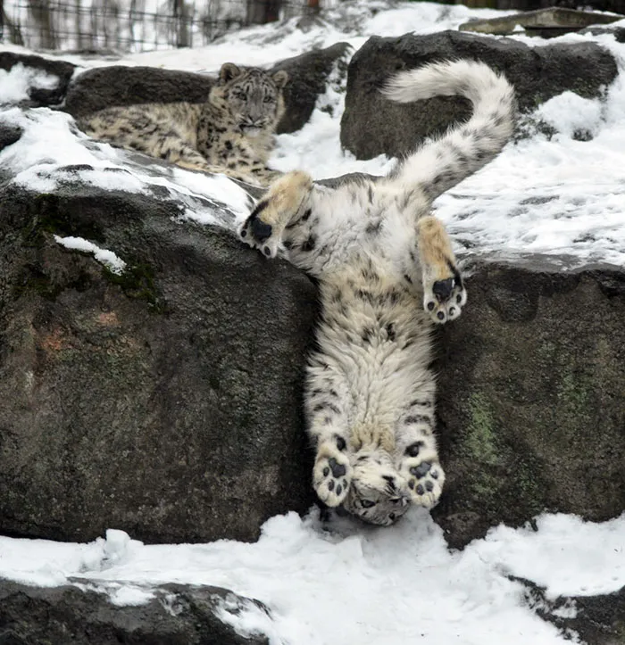 35 Adorable Snow Leopard Photos To Celebrate The Fact That They’re No Longer ‘Endangered’