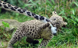 35 Adorable Snow Leopard Photos To Celebrate The Fact That They’re No Longer ‘Endangered’