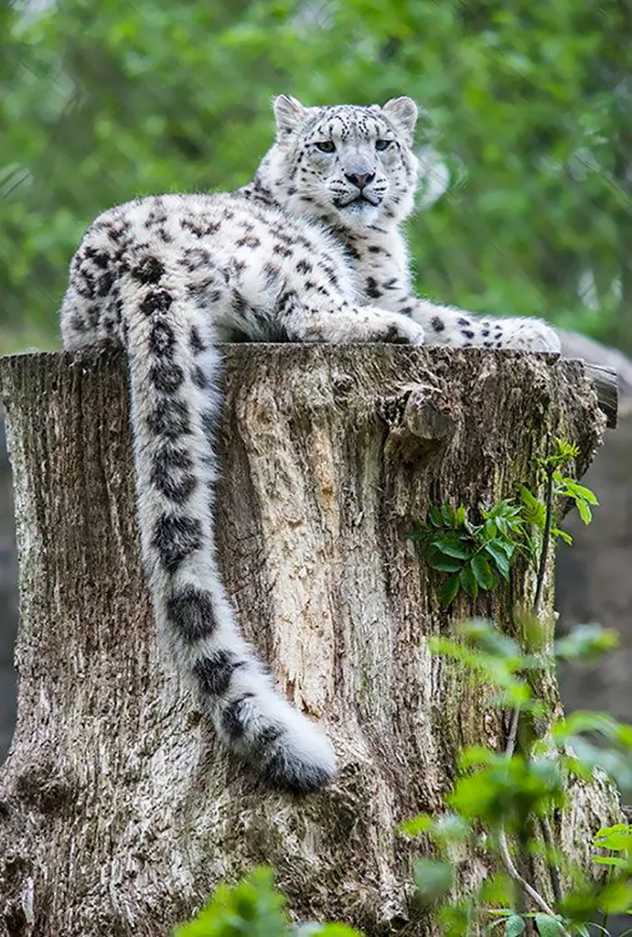 35 Adorable Snow Leopard Photos To Celebrate The Fact That They’re No Longer ‘Endangered’