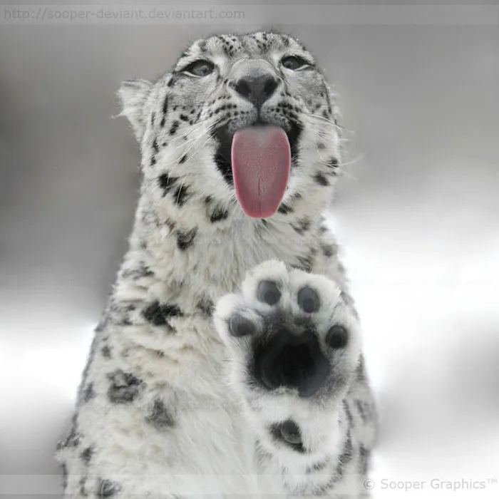 35 Adorable Snow Leopard Photos To Celebrate The Fact That They’re No Longer ‘Endangered’