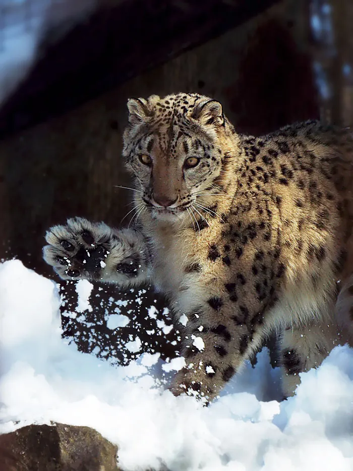 10+ Adorables fotos de leopardos de las nieves para celebrar que ya no son una especie en peligro