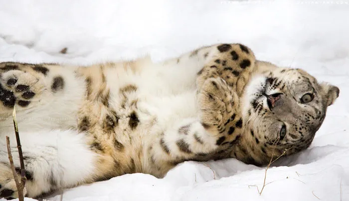 10+ Adorables fotos de leopardos de las nieves para celebrar que ya no son una especie en peligro