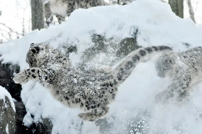 35 Adorable Snow Leopard Photos To Celebrate The Fact That They’re No Longer ‘Endangered’