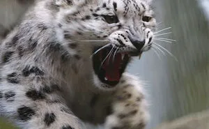 35 Adorable Snow Leopard Photos To Celebrate The Fact That They’re No Longer ‘Endangered’