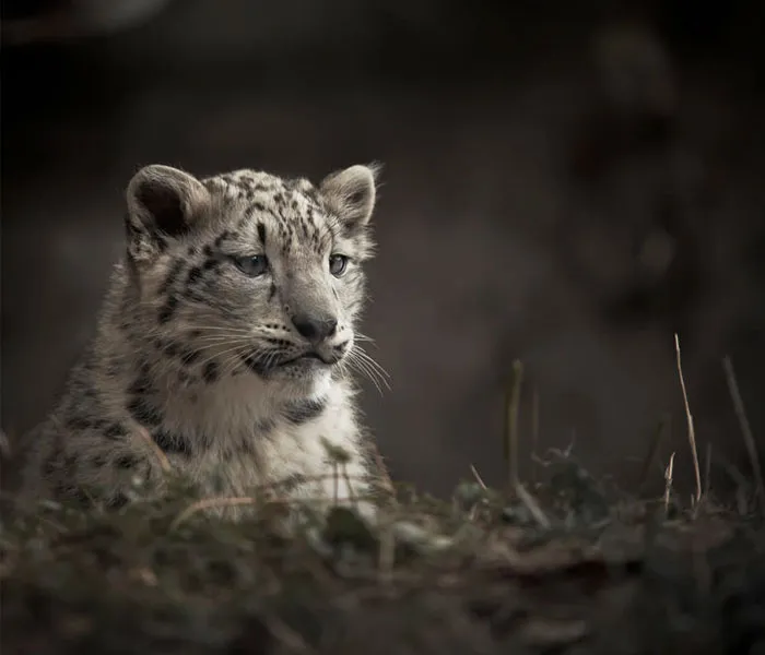 10+ Adorables fotos de leopardos de las nieves para celebrar que ya no son una especie en peligro