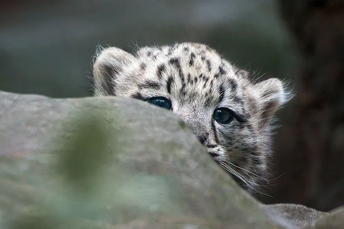 35 Adorable Snow Leopard Photos To Celebrate The Fact That They’re No Longer ‘Endangered’